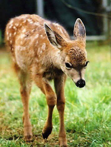 Beavers, Bears, Coyotes, deer, raccoons, skunks, otters, opossums