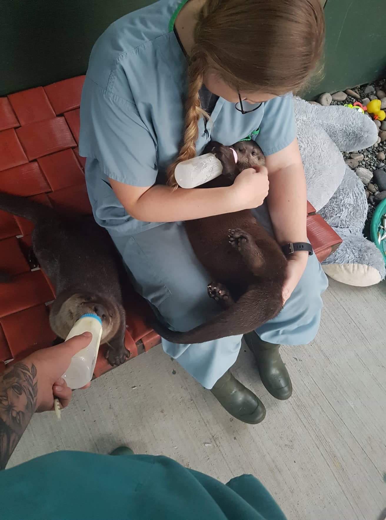 A woman is feeding a baby otter from a bott