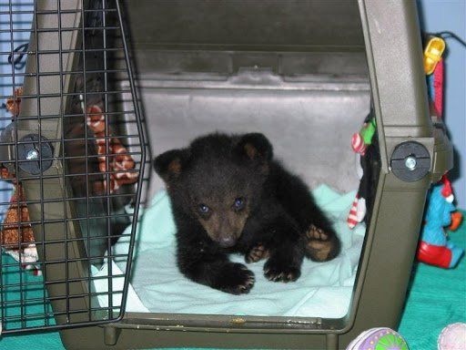 black bear cub