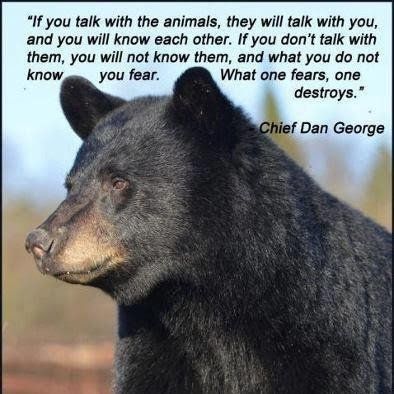 Bears - Critter Care Wildlife Society