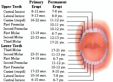 Tooth Development Tooth Development