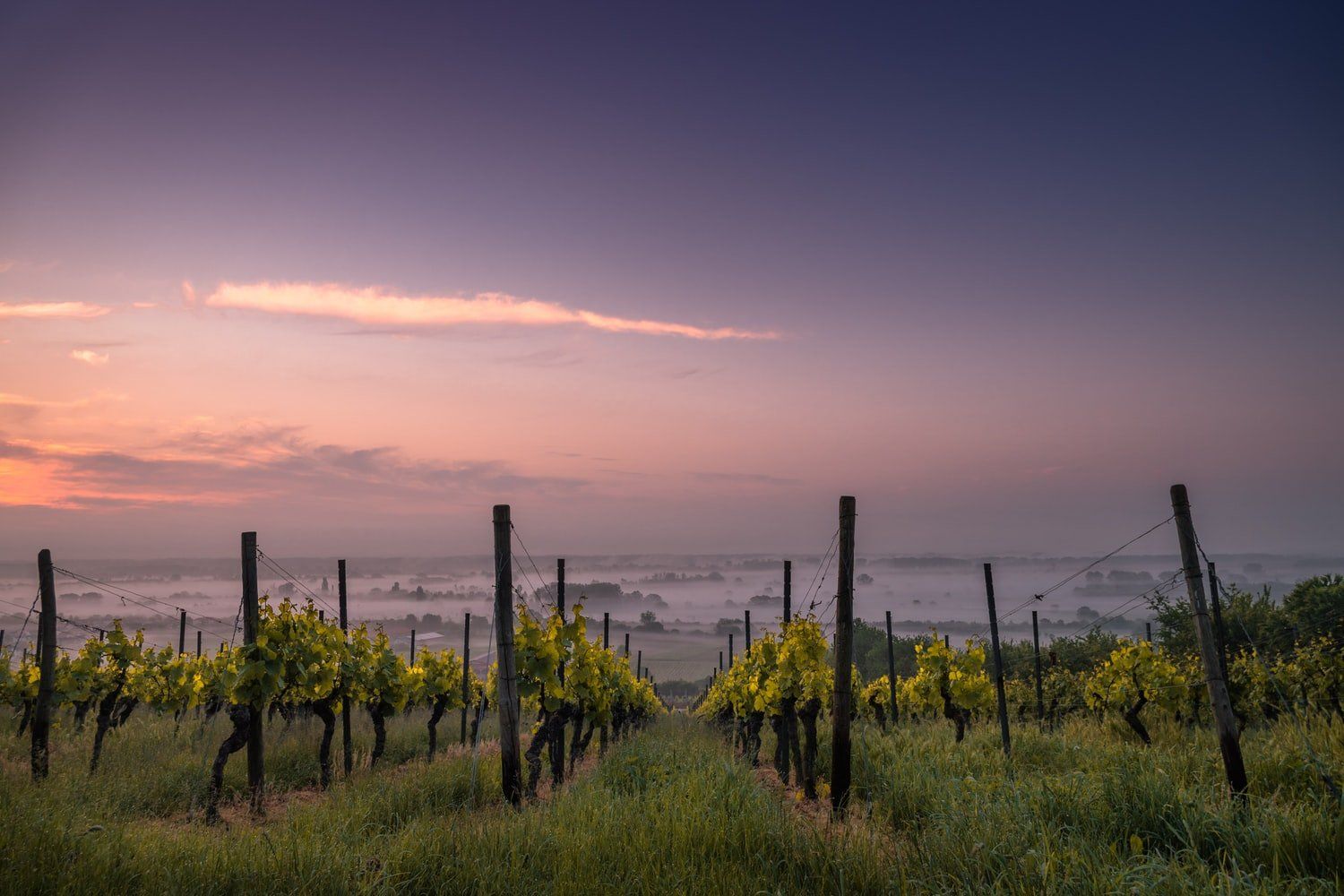 Un vignoble avec un coucher de soleil en arrière-plan