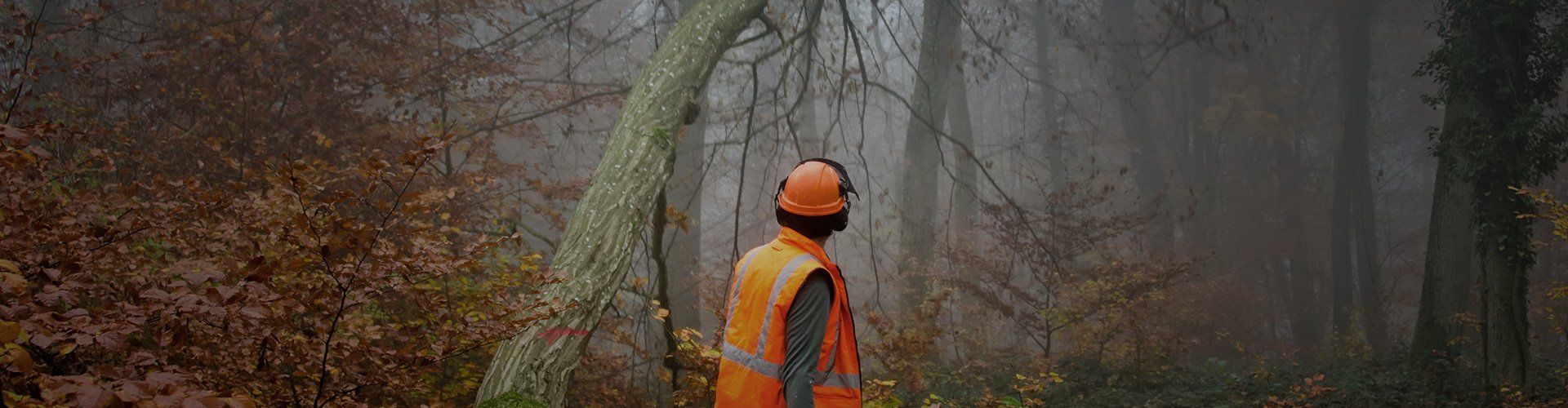 tree surgeon