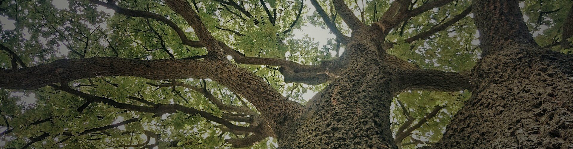 dangerous tree for removal