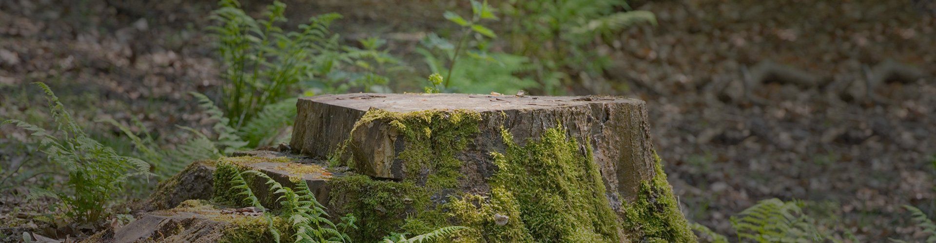 stump