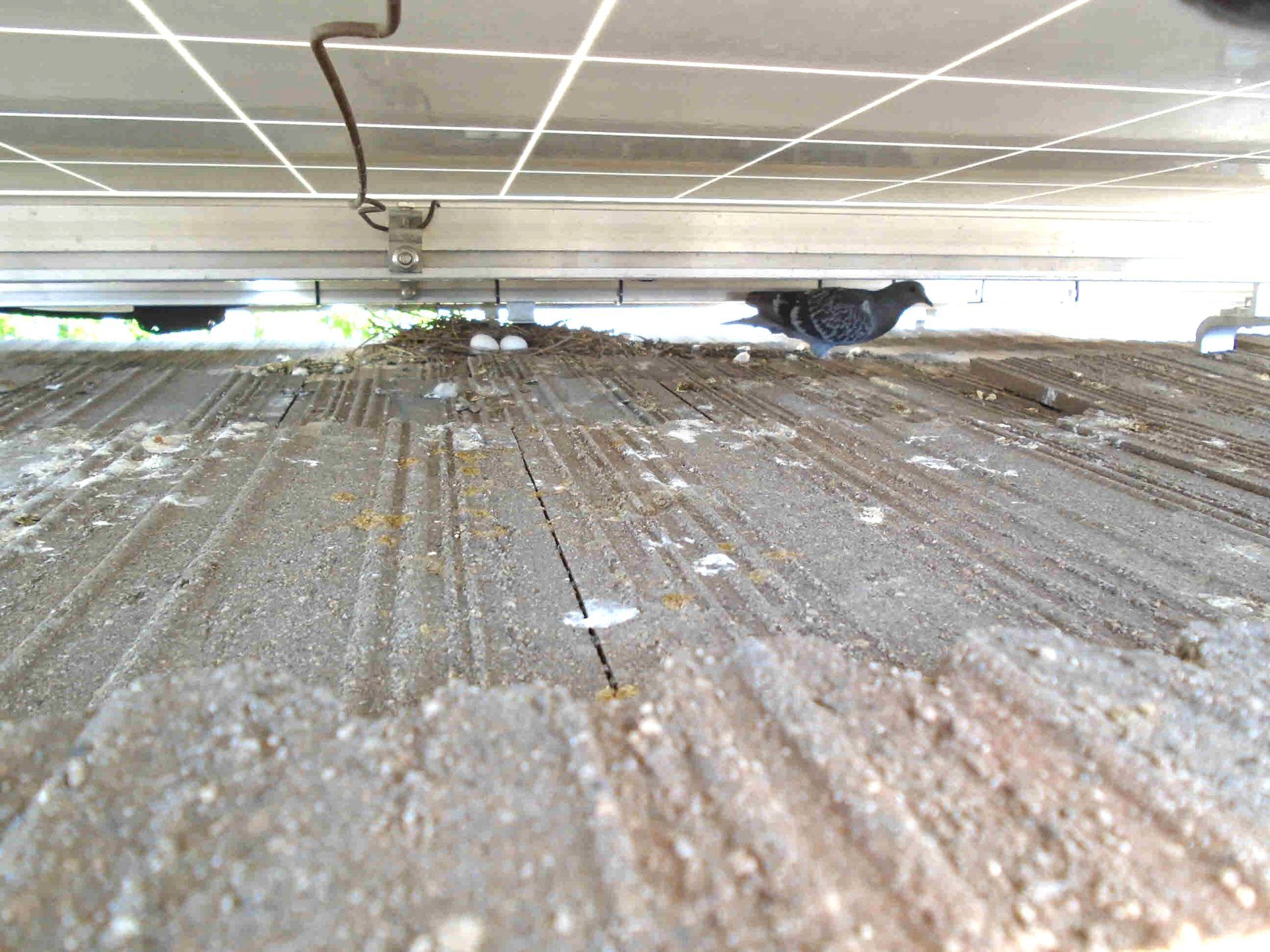 A bird is perched on the bottom of a solar panel.
