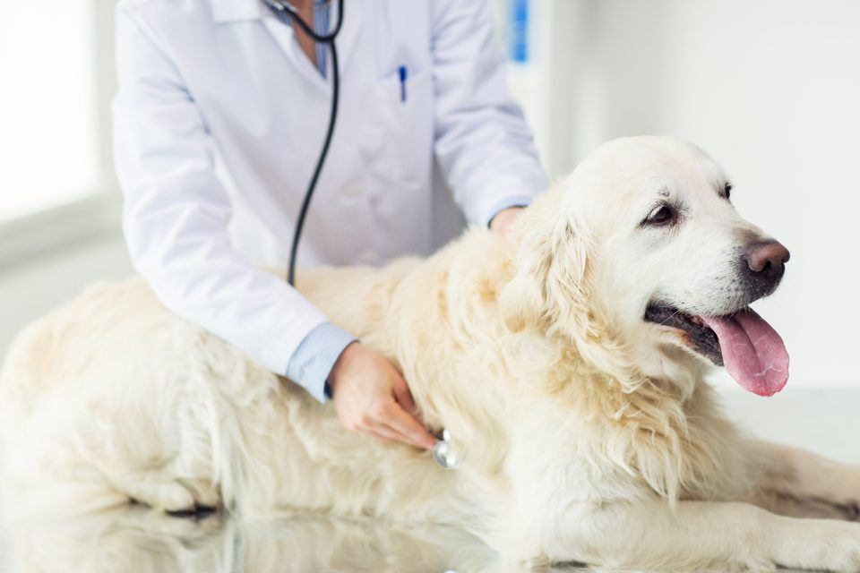 Golden retriever