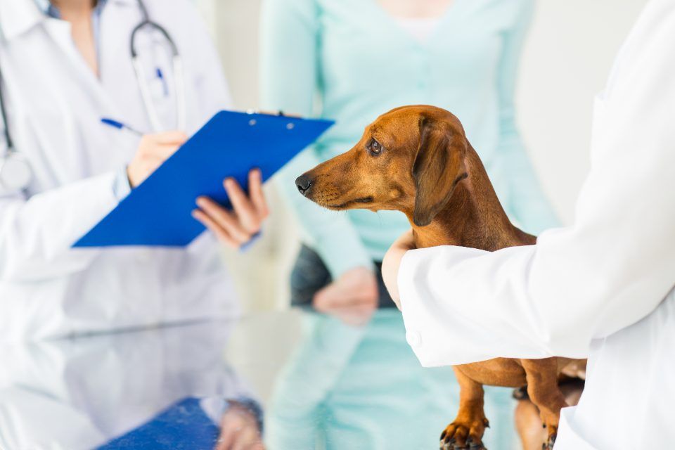 Bassotto e veterinario