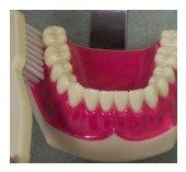 brushing step four toothbrush4