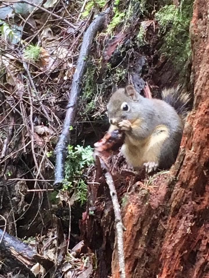 A squirrel is sitting on a tree trunk eating a nut.