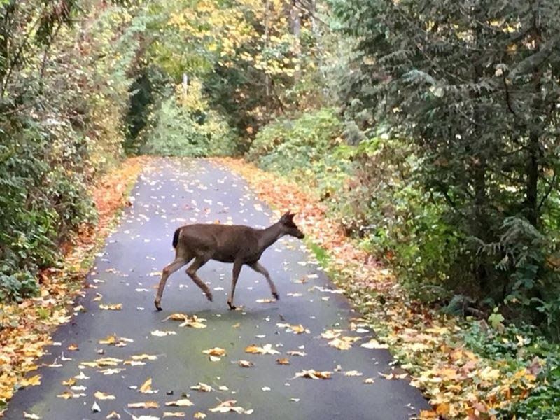 A deer walking down a road with leaves on the ground