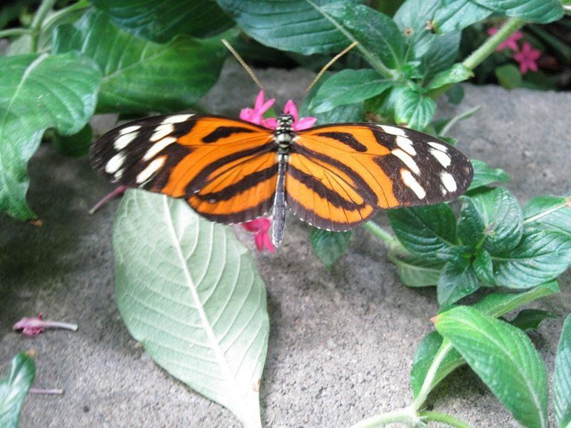 A butterfly is sitting on a leaf in a garden