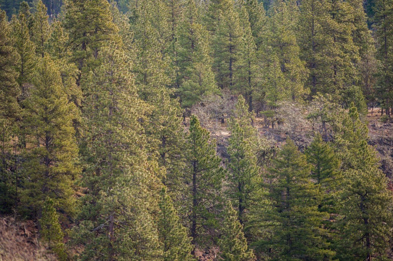 A forest with lots of trees and a road in the background.