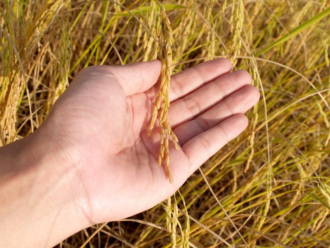 A person is holding a rice plant in their hand in a field.