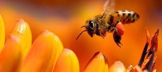 A close up of a bee flying over a flower.