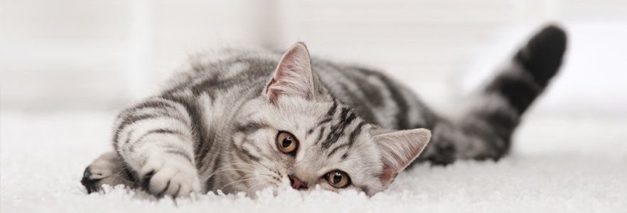 A smokey grey cat looking into the camera
