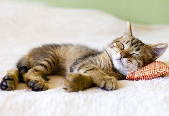 A small tabby kitten, relaxing