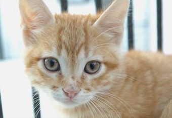 A pale ginger kitten looking at the camera