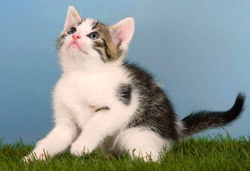 A kitten playing