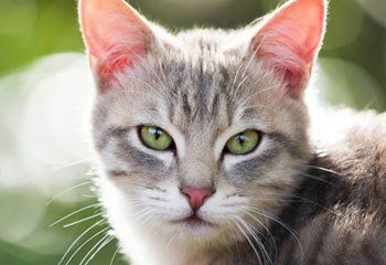 A cat with stunning green eyes, looking into the camera