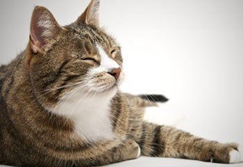 An older looking cat, looking very relaxed