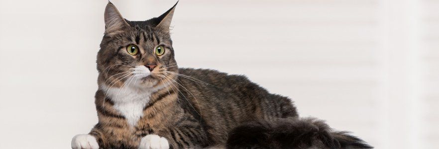 A large cat, relaxing