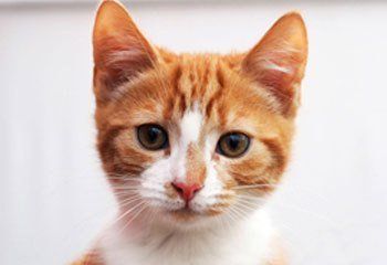 A sweet ginger and white kitten