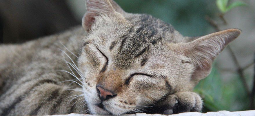 A relaxing tabby cat