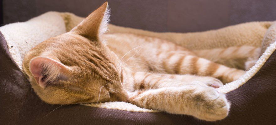 A large ginger cat, snoozing in a cat bed