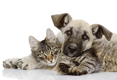 Dog Cat Dog Cat