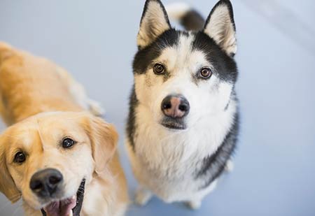 Two Dogs