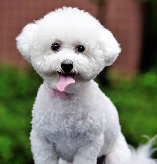 Puppy Puppy
