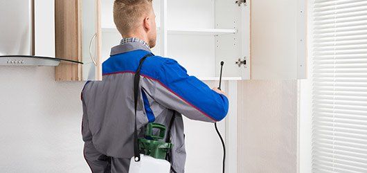 Spraying Insecticide in Cabinet - Pest Control in Auburndale, FL