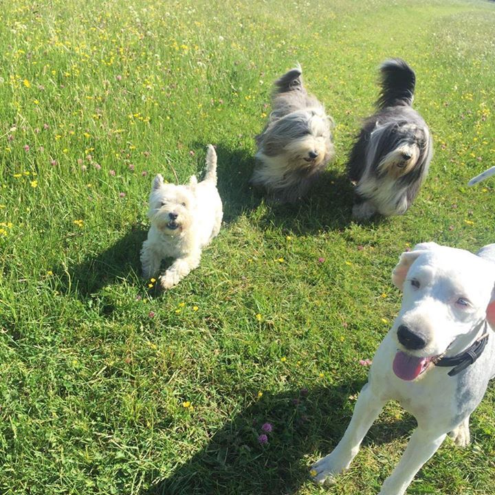 dogs playing