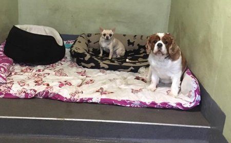 pet dogs