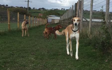 greyhound dog