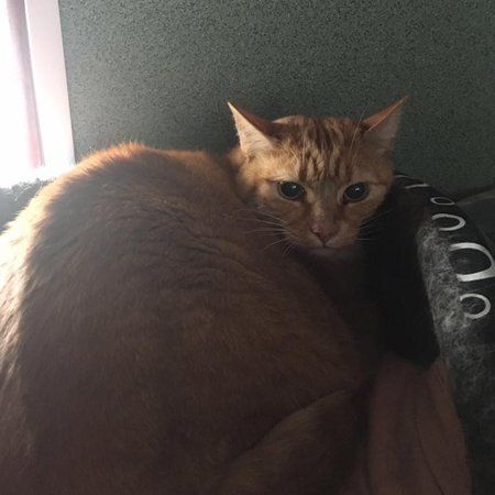 Cattery