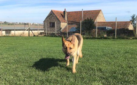 German Shepherd