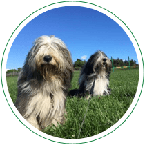 Lhasa Apso dogs