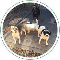 dogs