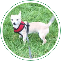 chiwawa