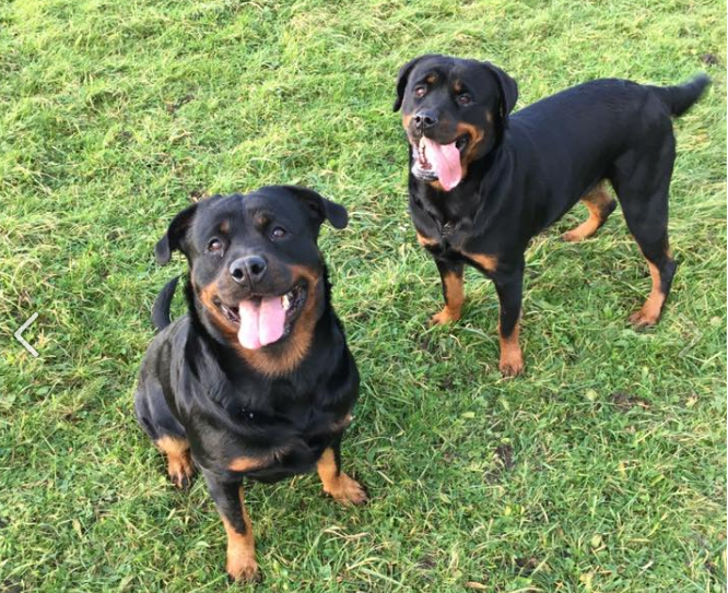 rottweilers