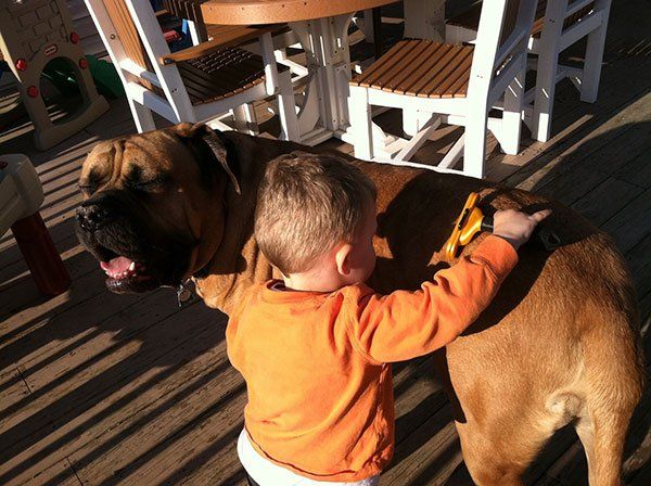 furminating his puppy