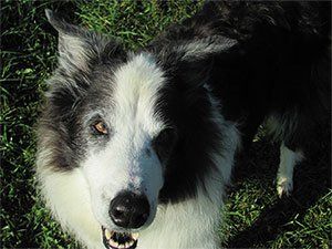 greg-canine1