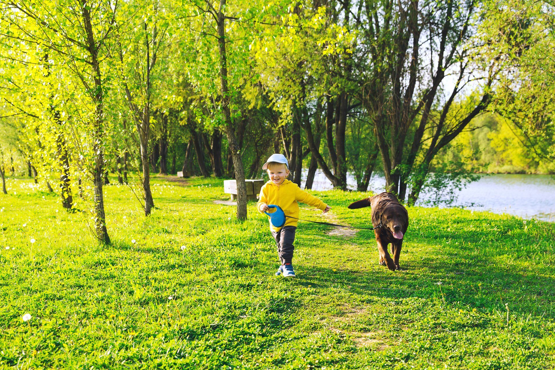 Dog Training