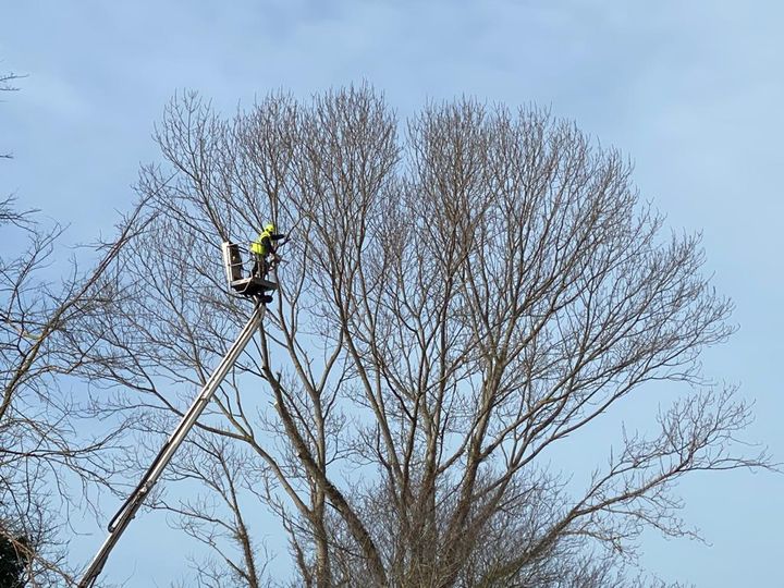 Tree Climbing