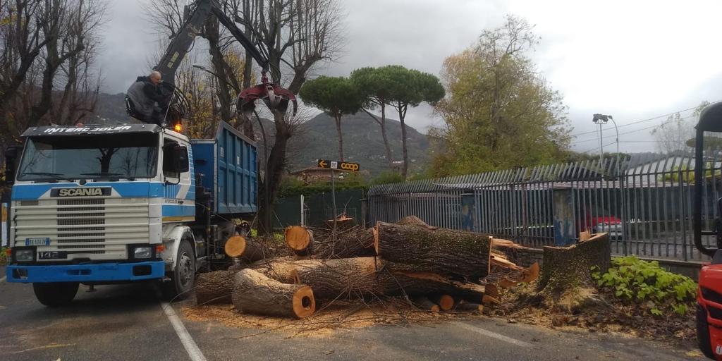 Abbattimento alberi