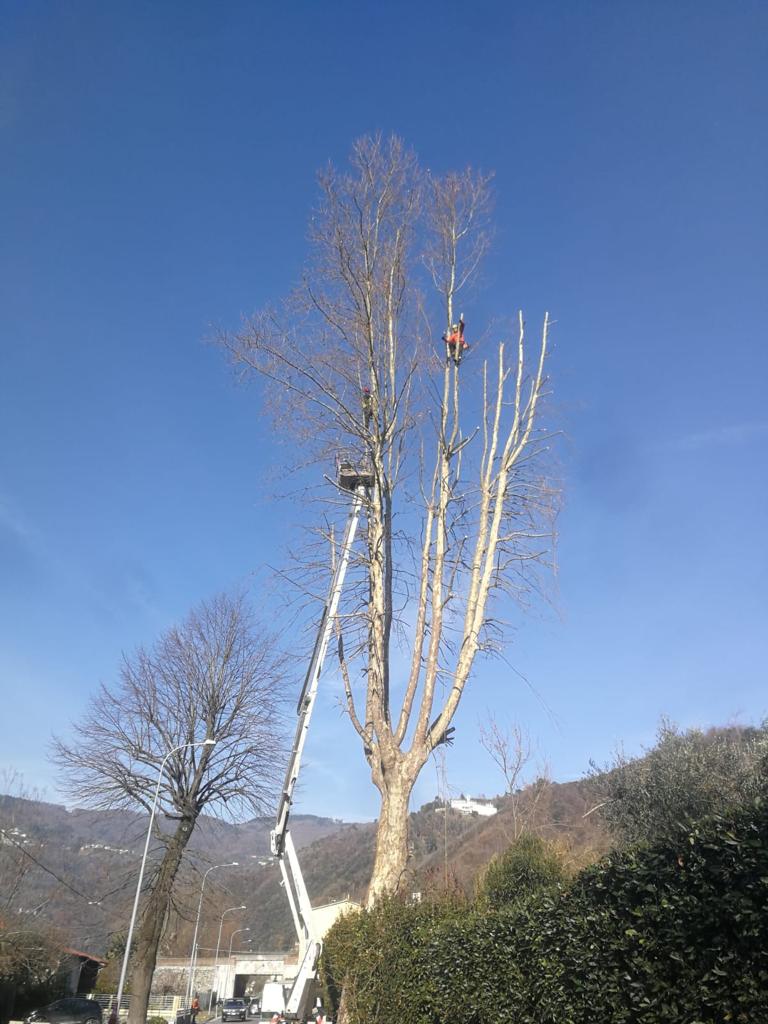 Tree climbing