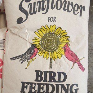 sunflower seed bird seed