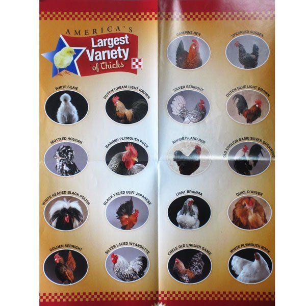 chick chart
